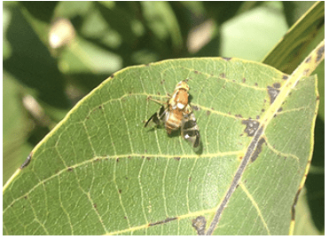 walnut husk fly on leaf