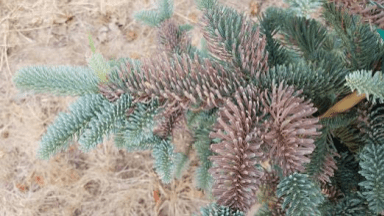 Brown needles on a noble fir show the effects of heat wave.