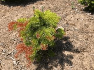A Turkish fir seedling with brownish heat damage to leaders and to its south side.