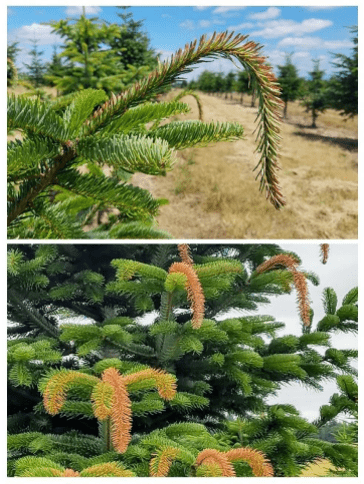 Two-photo combination showing heat damage to Christmas trees. Top photo shows reddish tips of a Turkish fir. Bottom photo shows a tree's new growth that was turned red by heat.