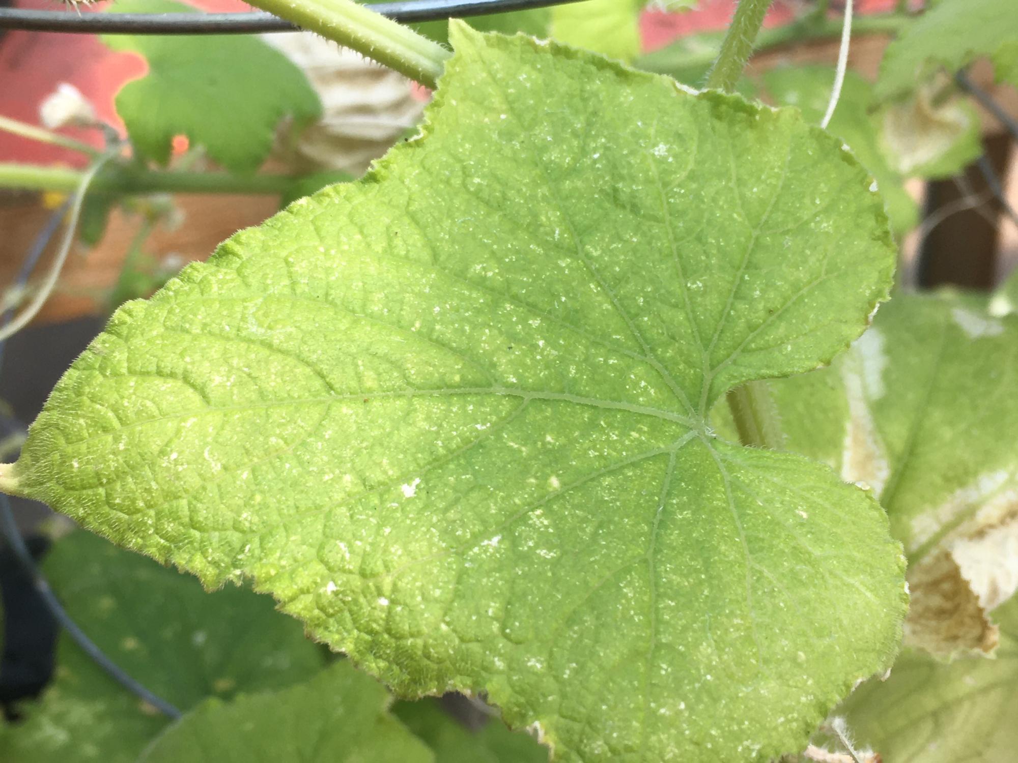 cucumber leaf with stippling spots