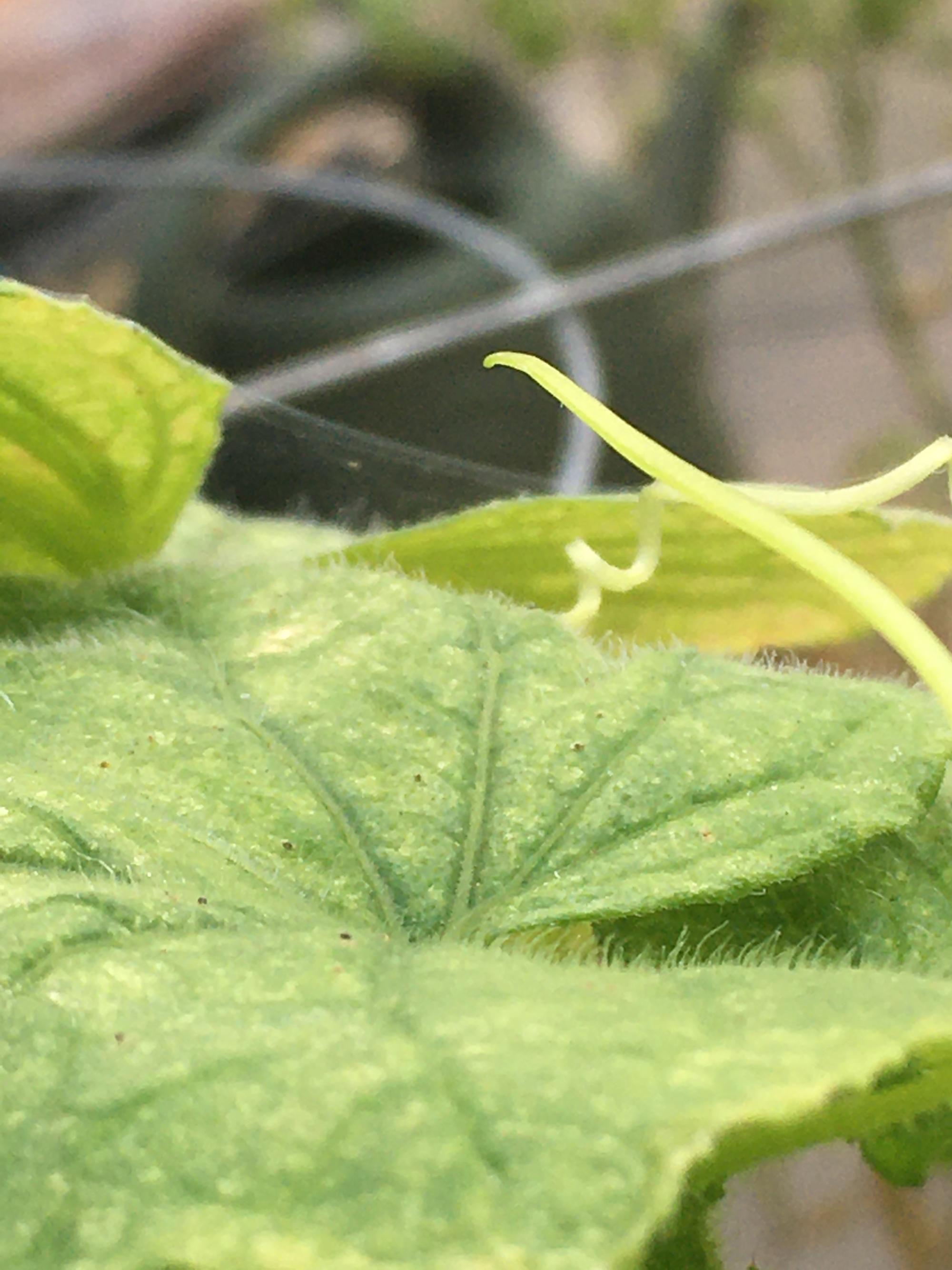 webbing on cucumber leaves