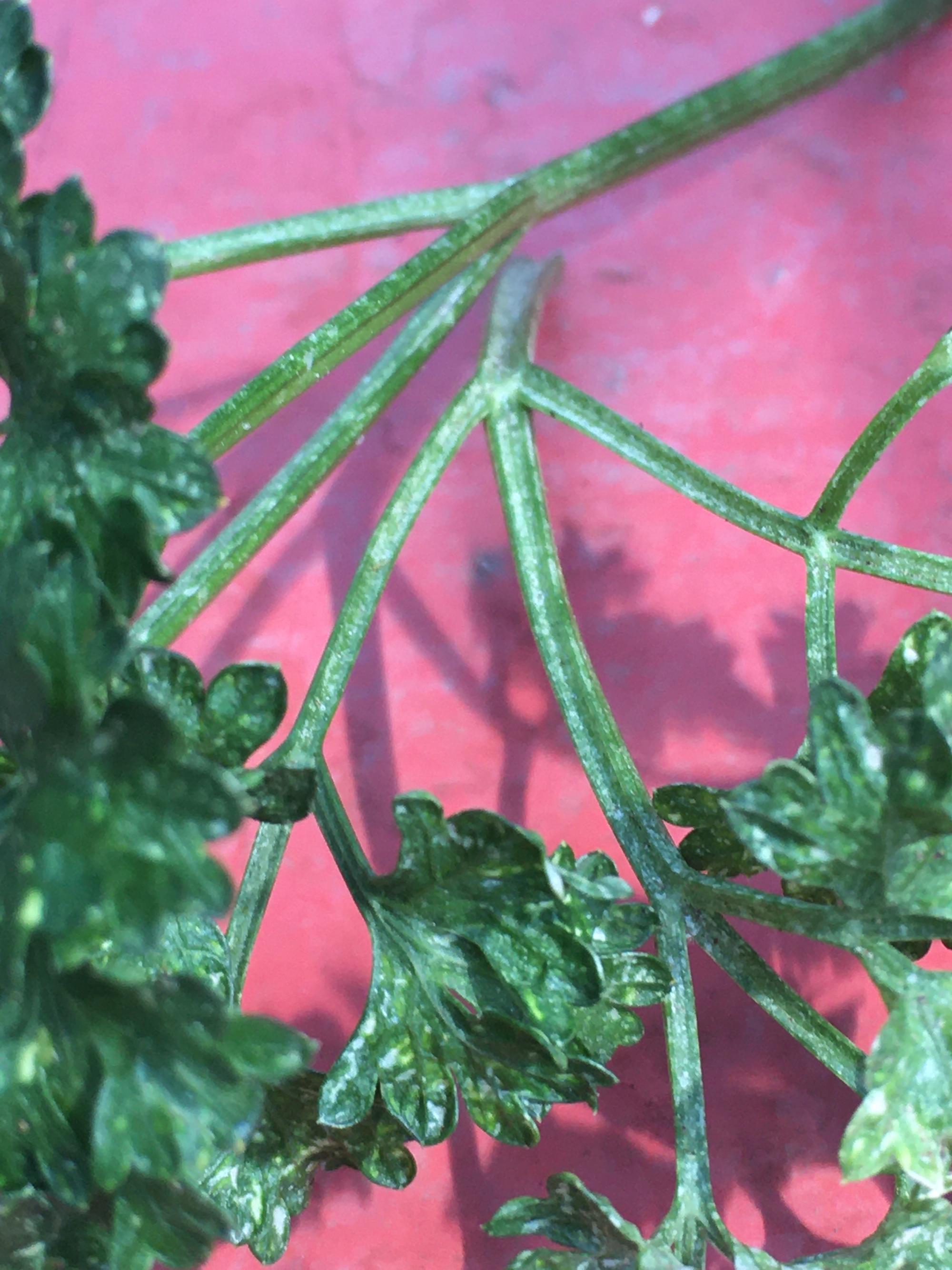 Parsley with damage on red background