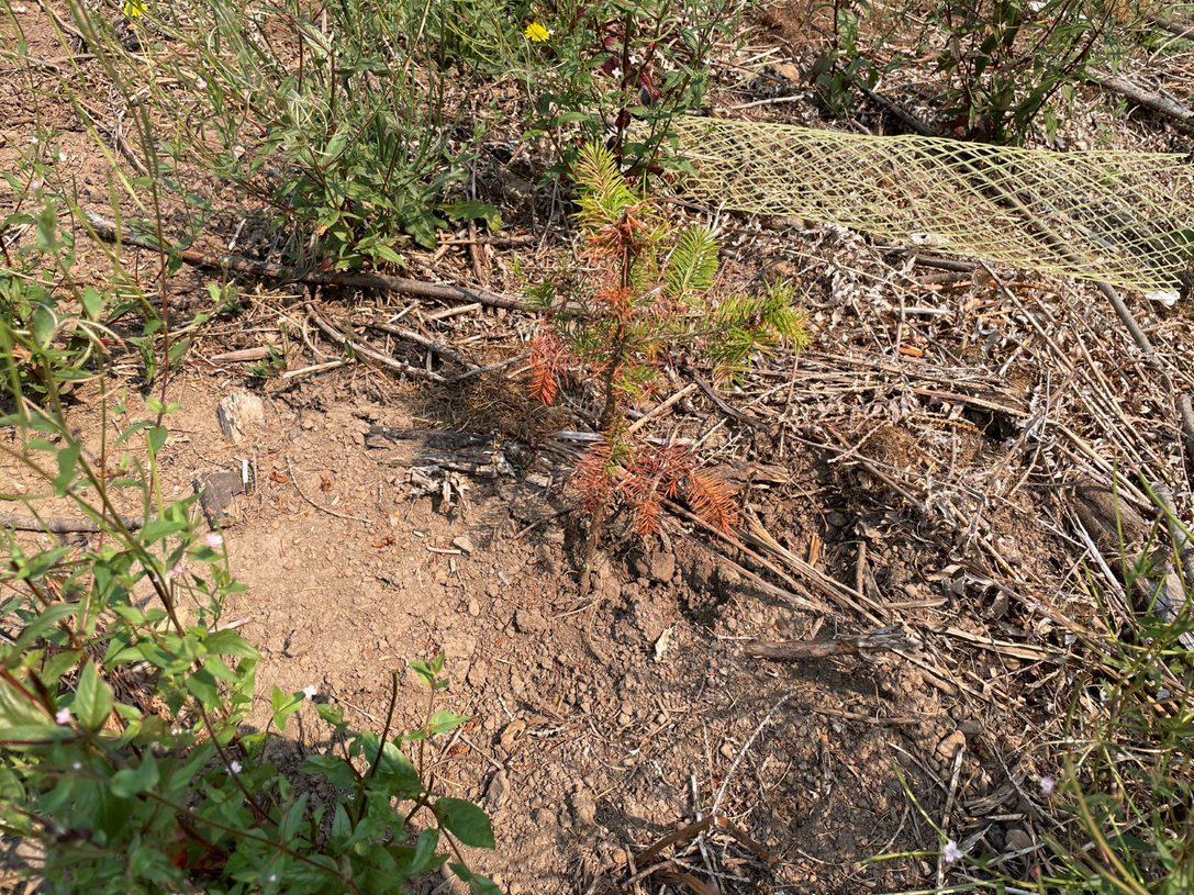 A seedling's brown needles show the effects of heat and drought.