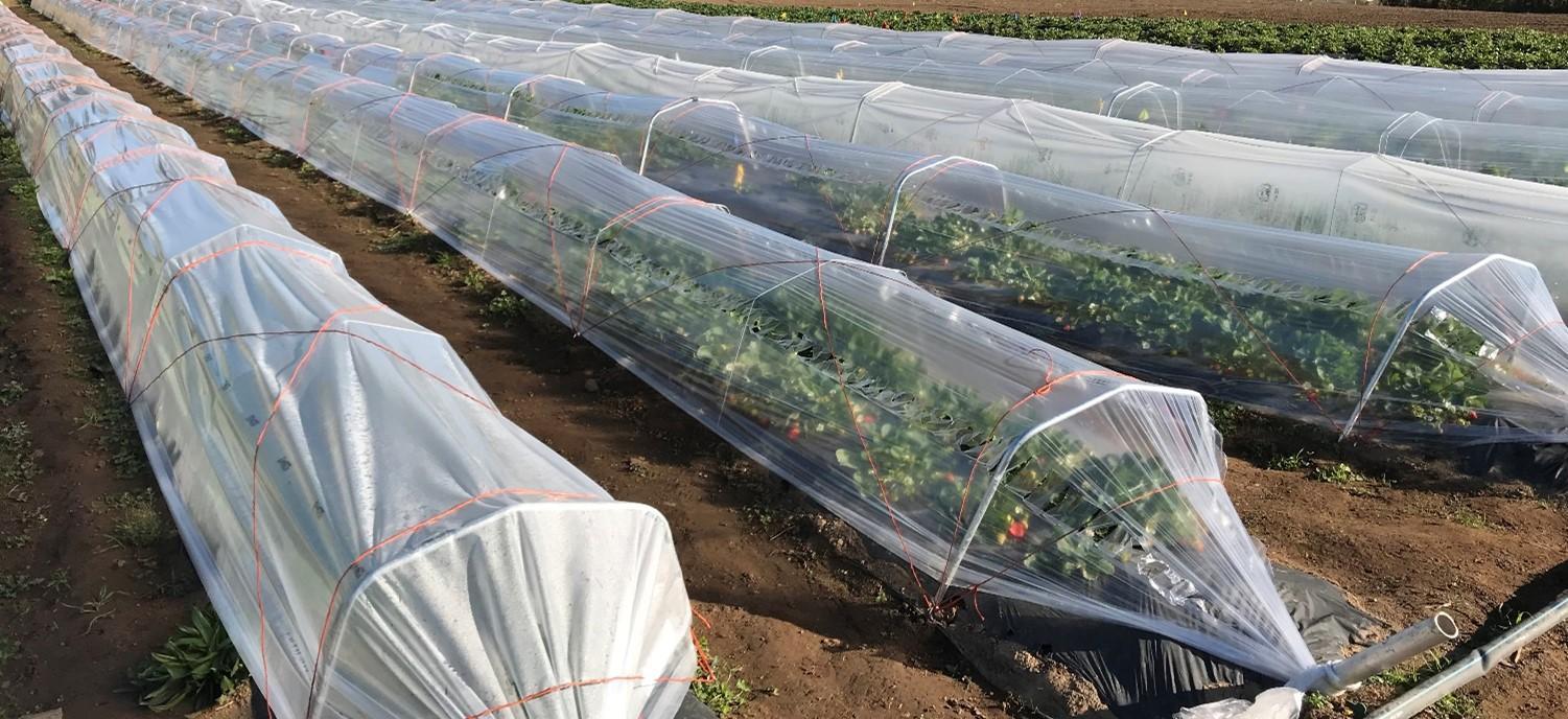 low tunnels with closed plastic
