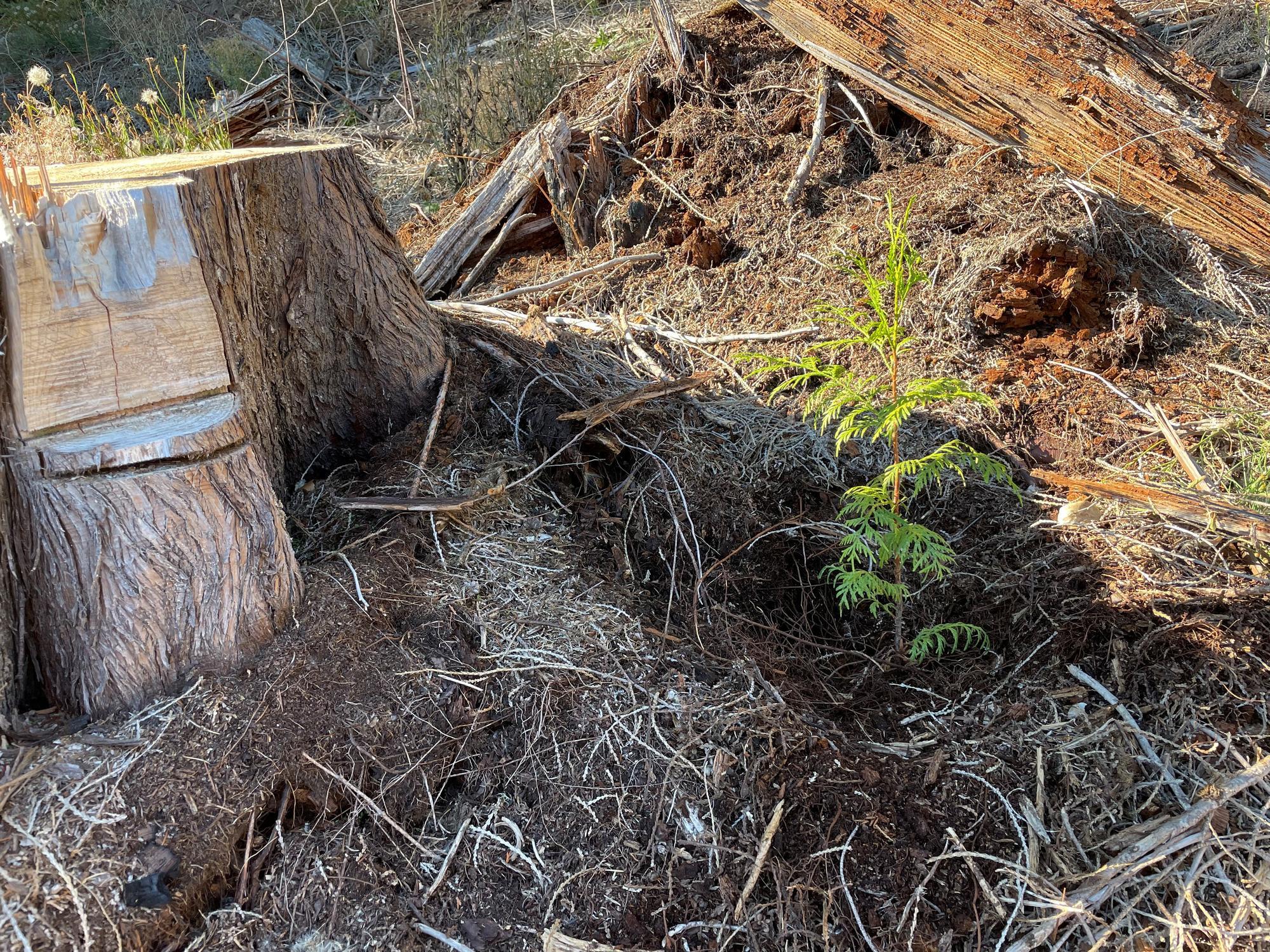 A tree seedling is shown in the shadow of a stump in a burned forest area.
