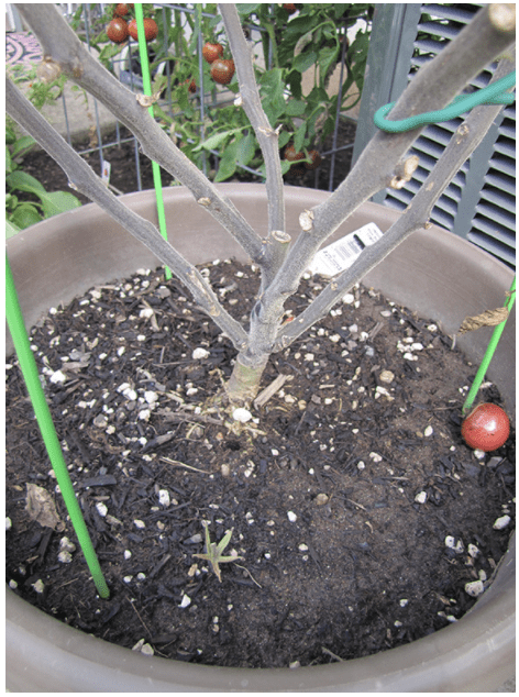 grafted and pruned tomato plant