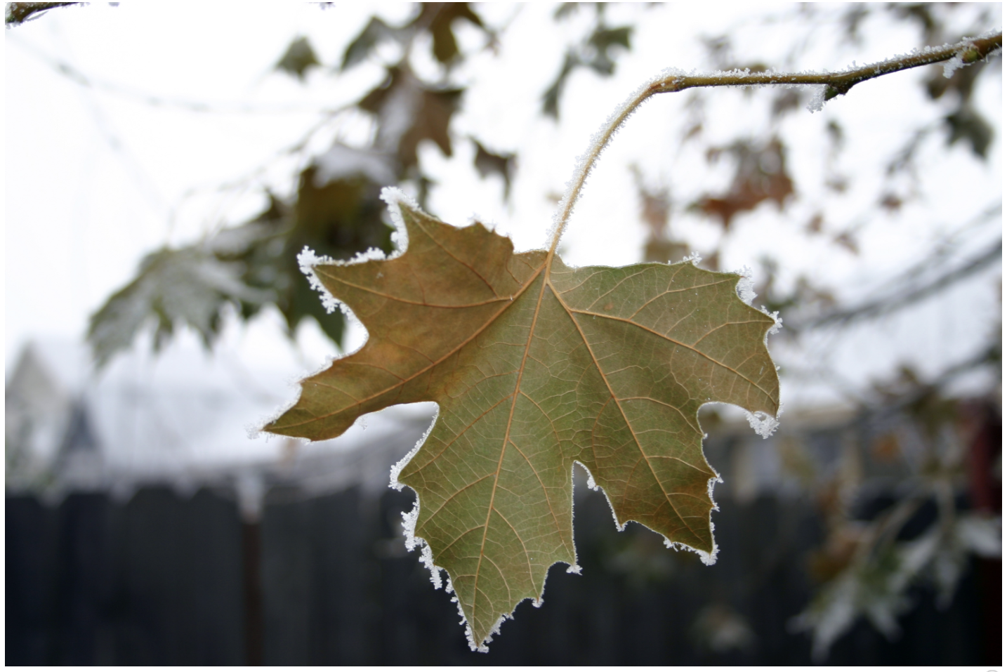 Sycamore leaf with hoary frost