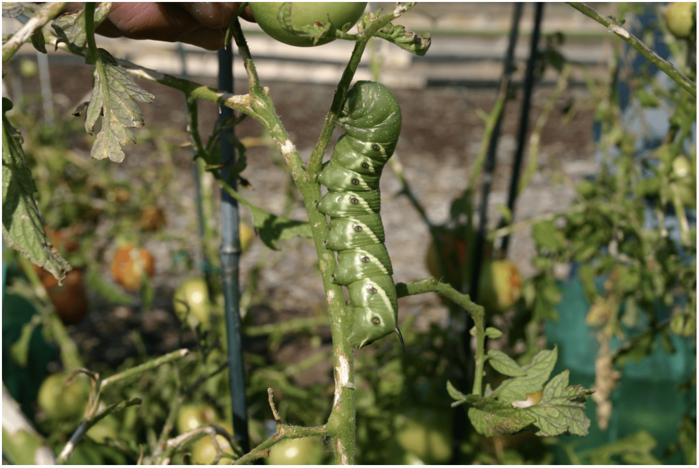 tomato hornworm