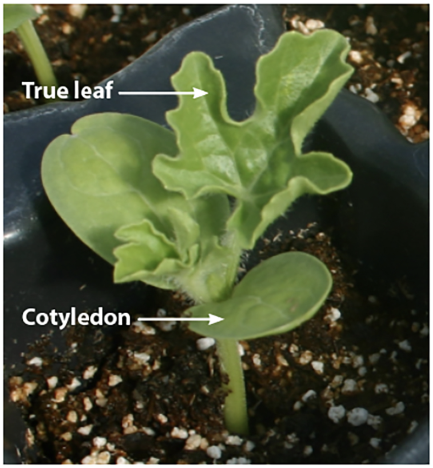 true leaf and cotyledon
