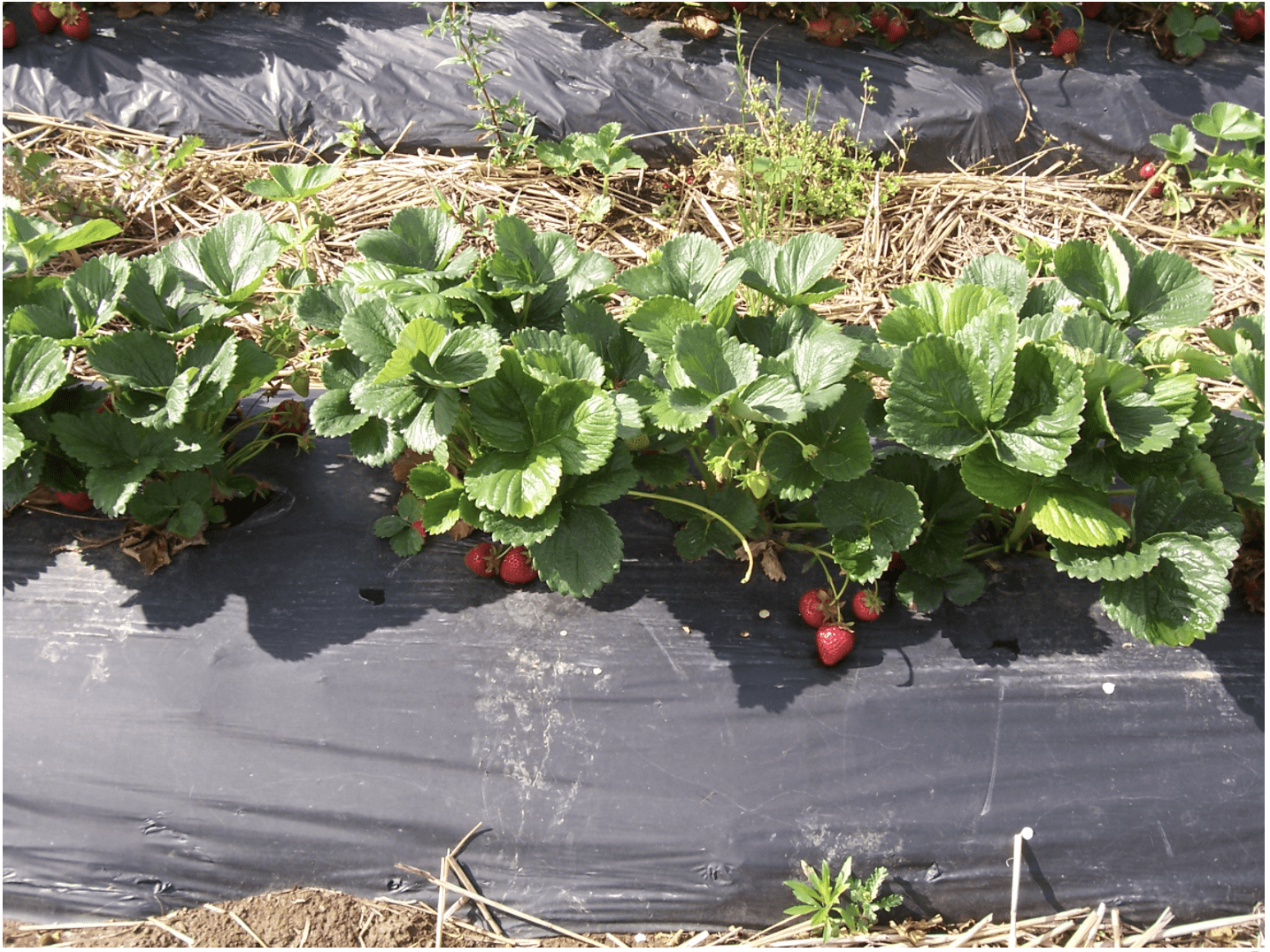 albion strawberries