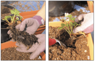 planting a bare root strawberry
