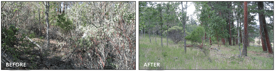 before photo (left) shows brushy undergrowth. after photo (right), shows trees but no understory.