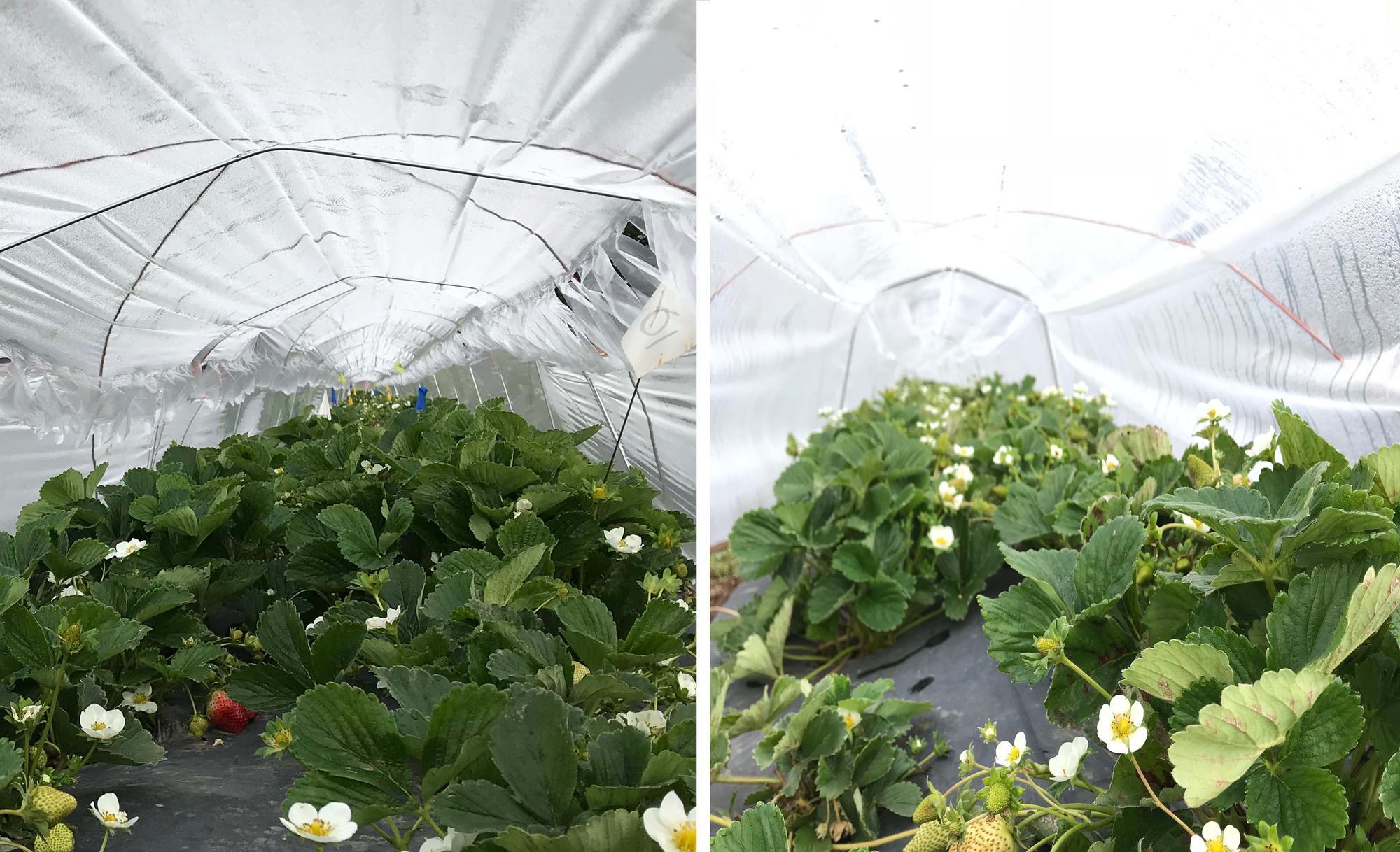 Strawberries growing under slitted plastic, left, and solid, right