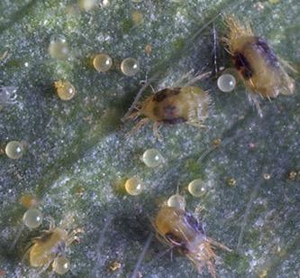 microscopic photo of three spider mites on a leaf