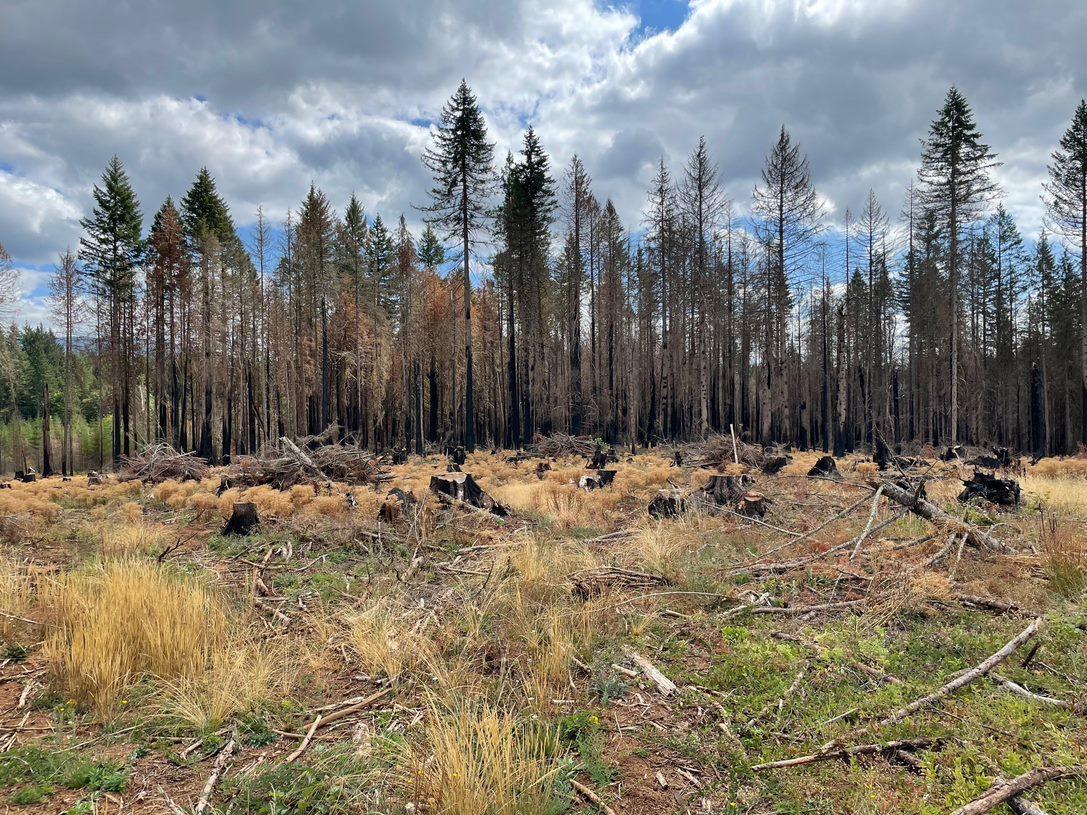 A burned forest area and scorched trees.