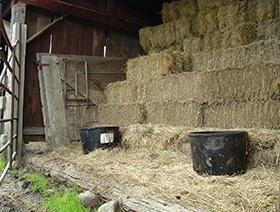 Stacks of low-quality grass hay bales are shown in a barn along with two tubs for supplemental protein.