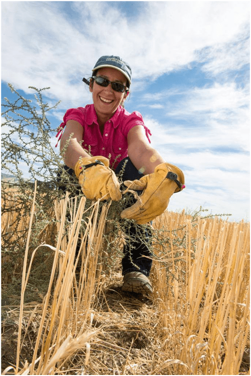 Judit Barroso, an OSU Extension Service weed scientist, cuts Russian thistle, also known as tumbleweed.