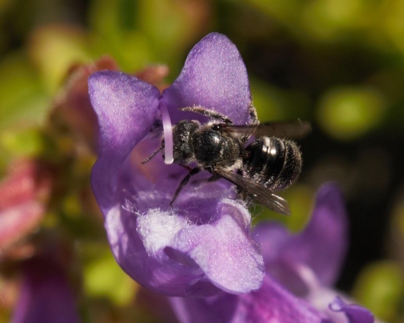 An Oregon lava hole bee collects pollen on a penstenom flower.
