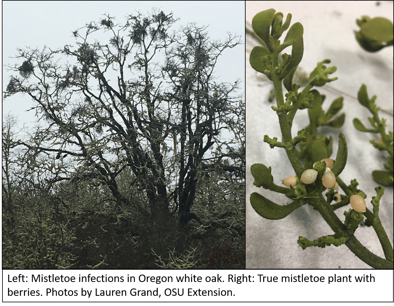 Side-by-side photos show an Oregon white oak infected with mistletoe, and a close-up view of a true mistletoe plant with