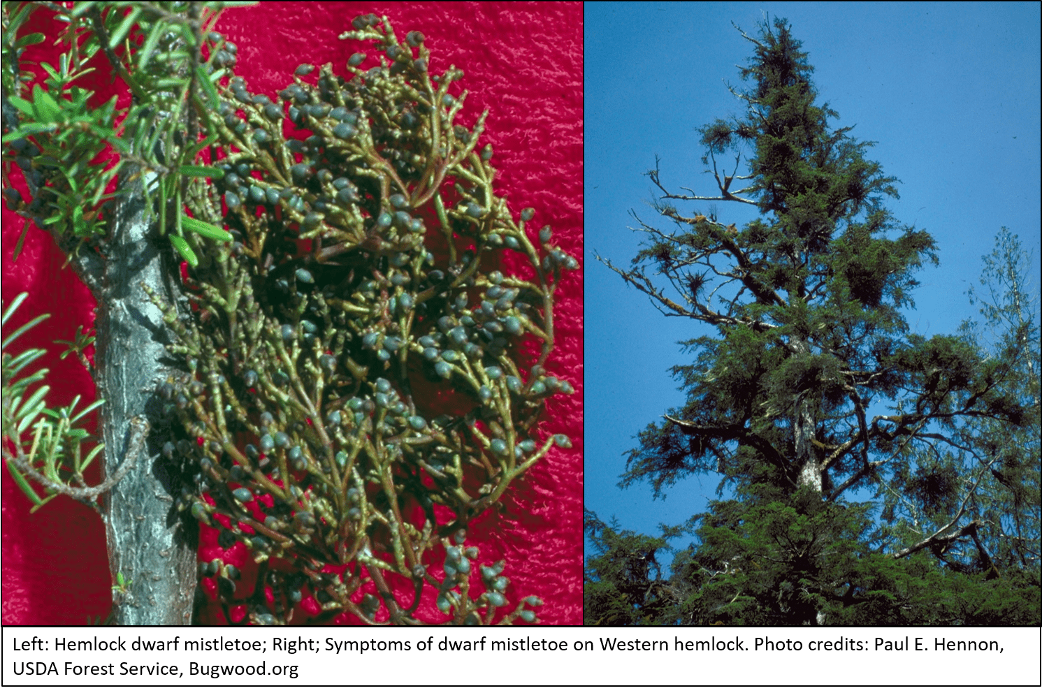 Side-by-side photos show a close-up view of a dwarf mistletoe plant on a hemlock tree stem, and an overall look at the e