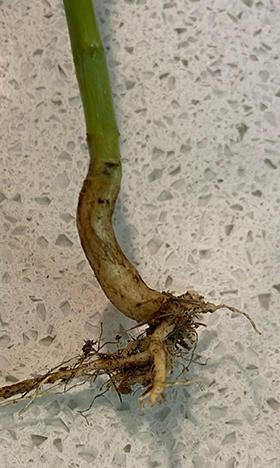 A close-up view of a weed root.