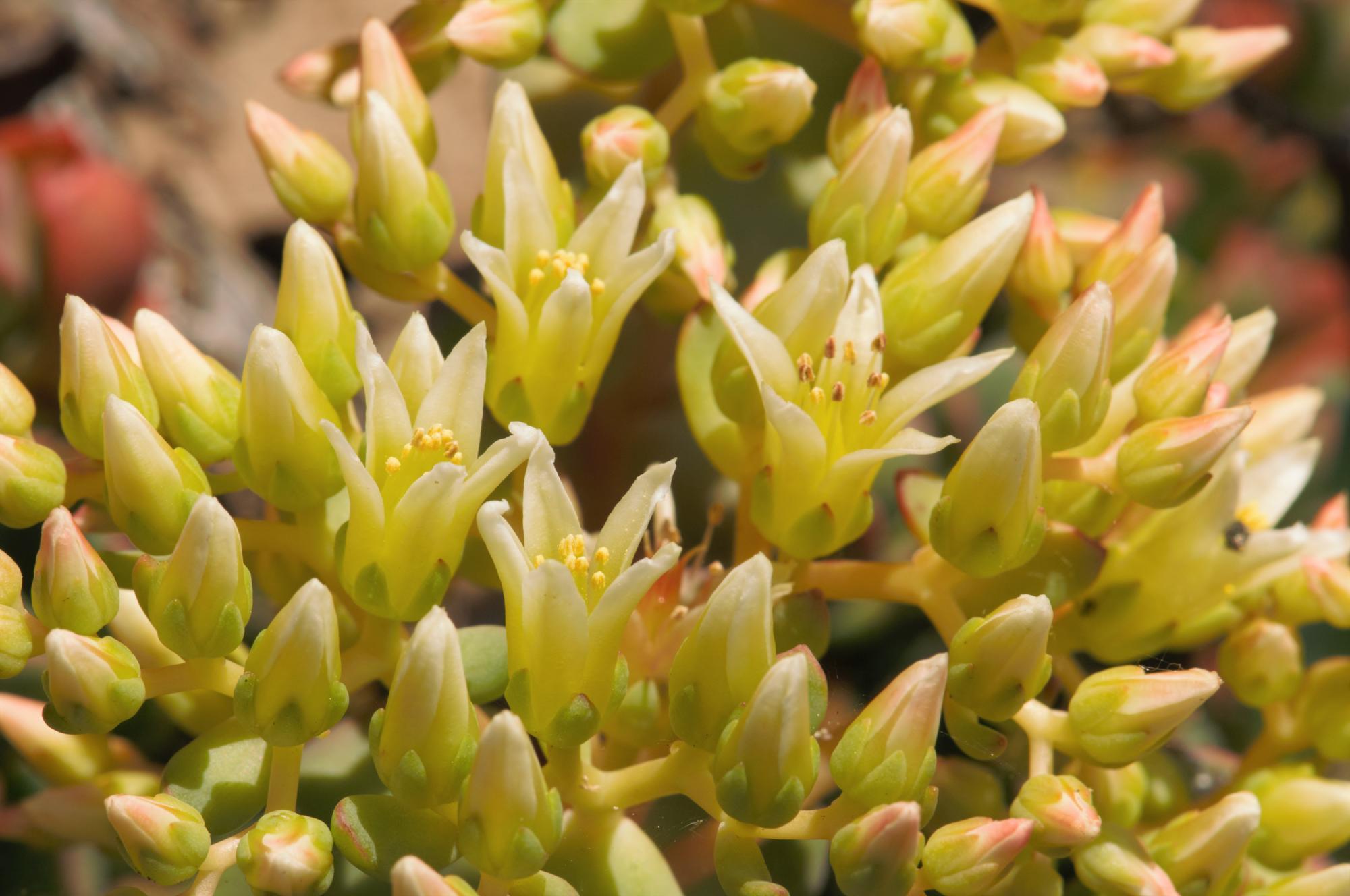 A close-up view of native stonecrop, a plant that provides sustenance for the small stonecrop mason bee.