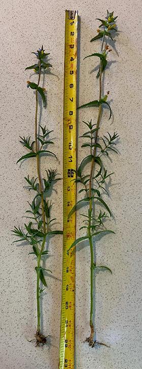 A measuring tape alongside weeds.