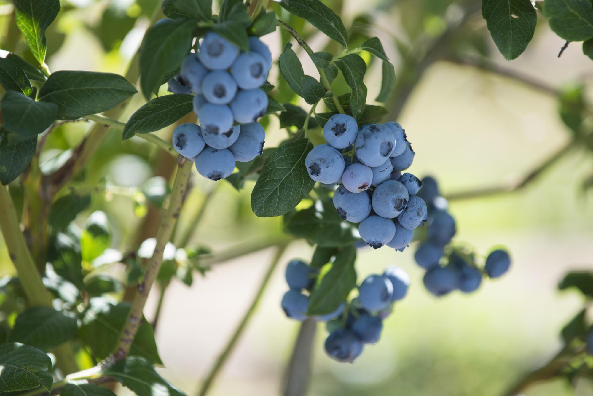 blueberries on bush