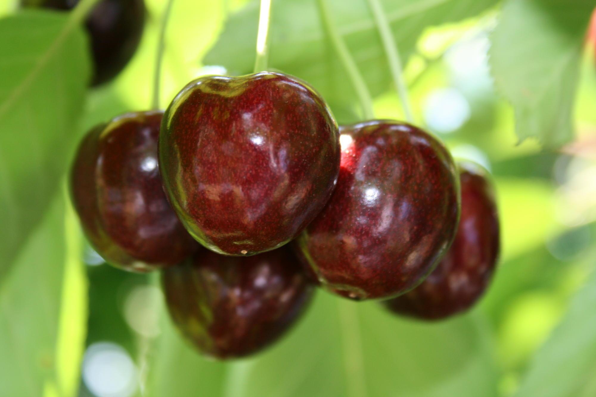 A cluster of Regina cherries on a tree at the Mid-Columbia Agricultural Research and Extension Center in Hood River.