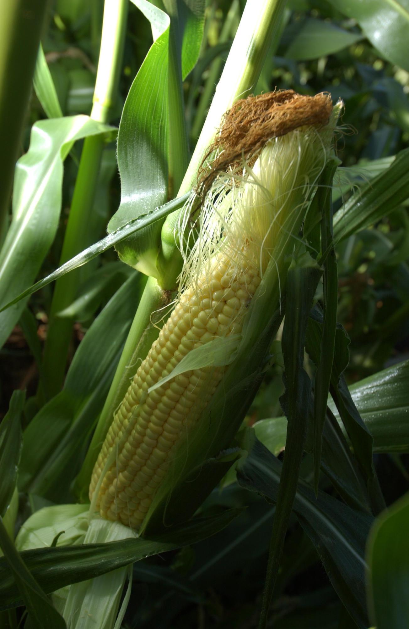 Early morning light on nearly ripe sweet corn with the husk pulled away at the OSU vegetable farm outside Corvallis.