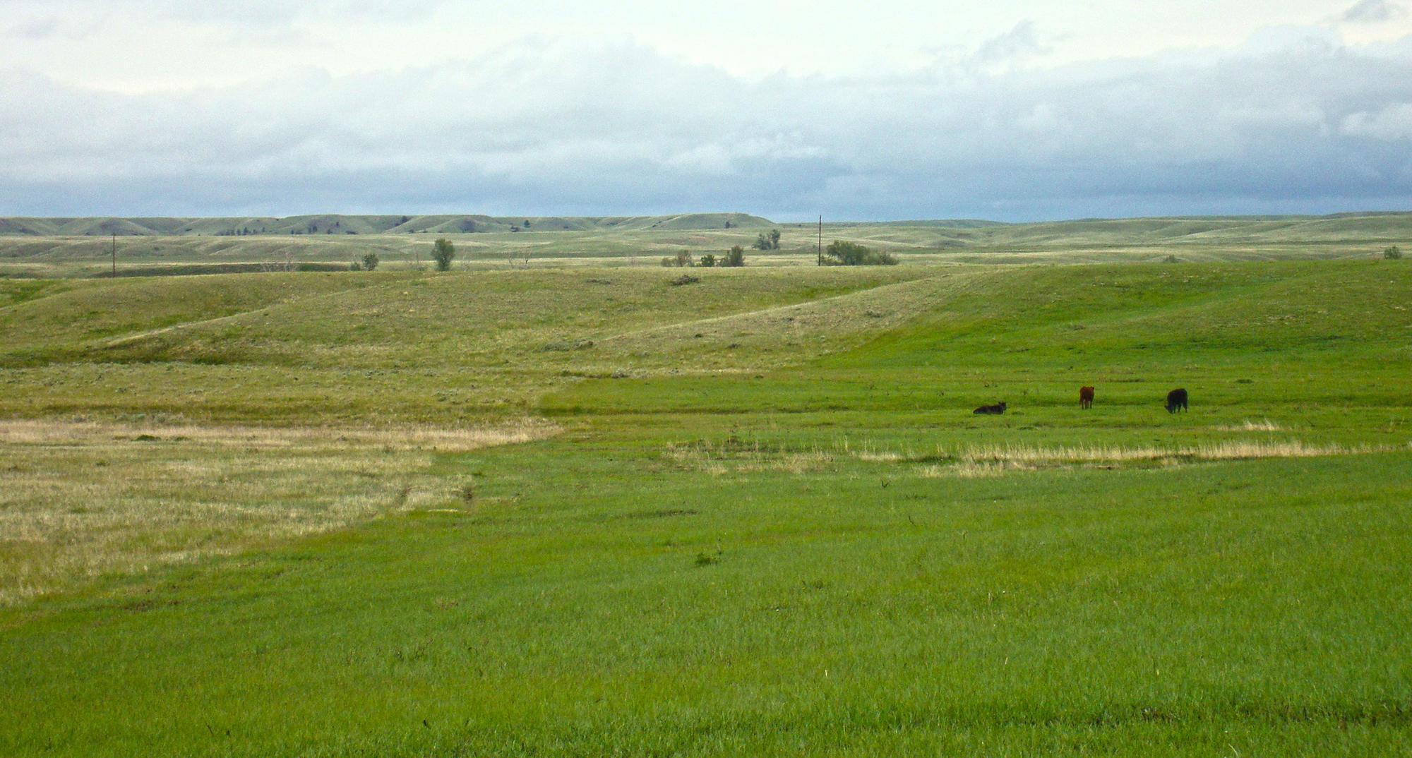green field with cattle in the distance