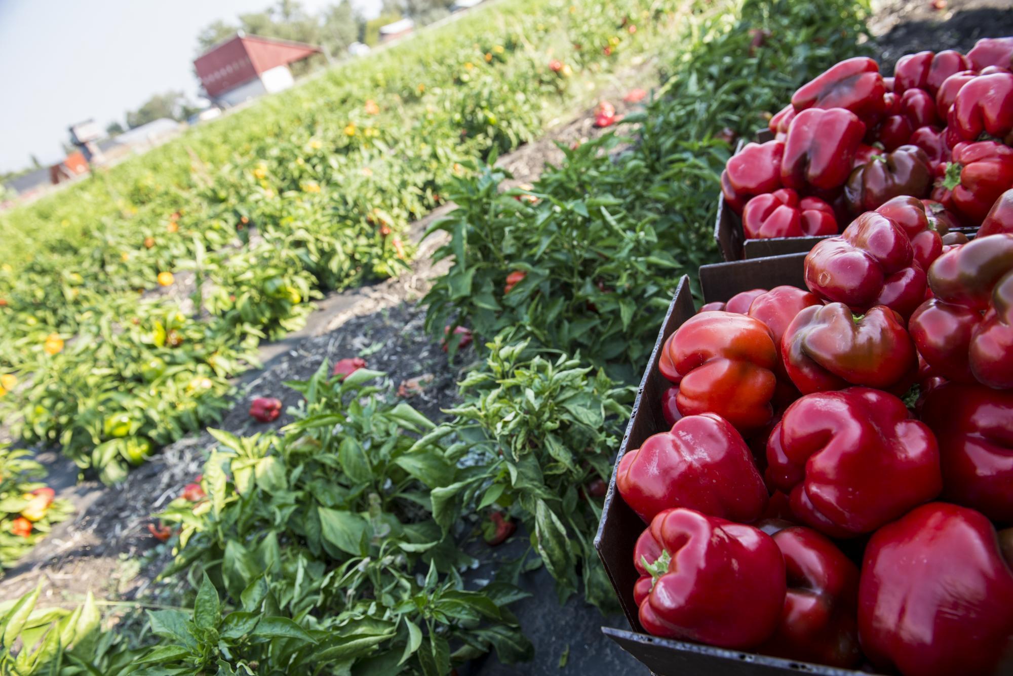 Harvesting organic red peppers at the Fry Family Farm in Medford, Oregon.