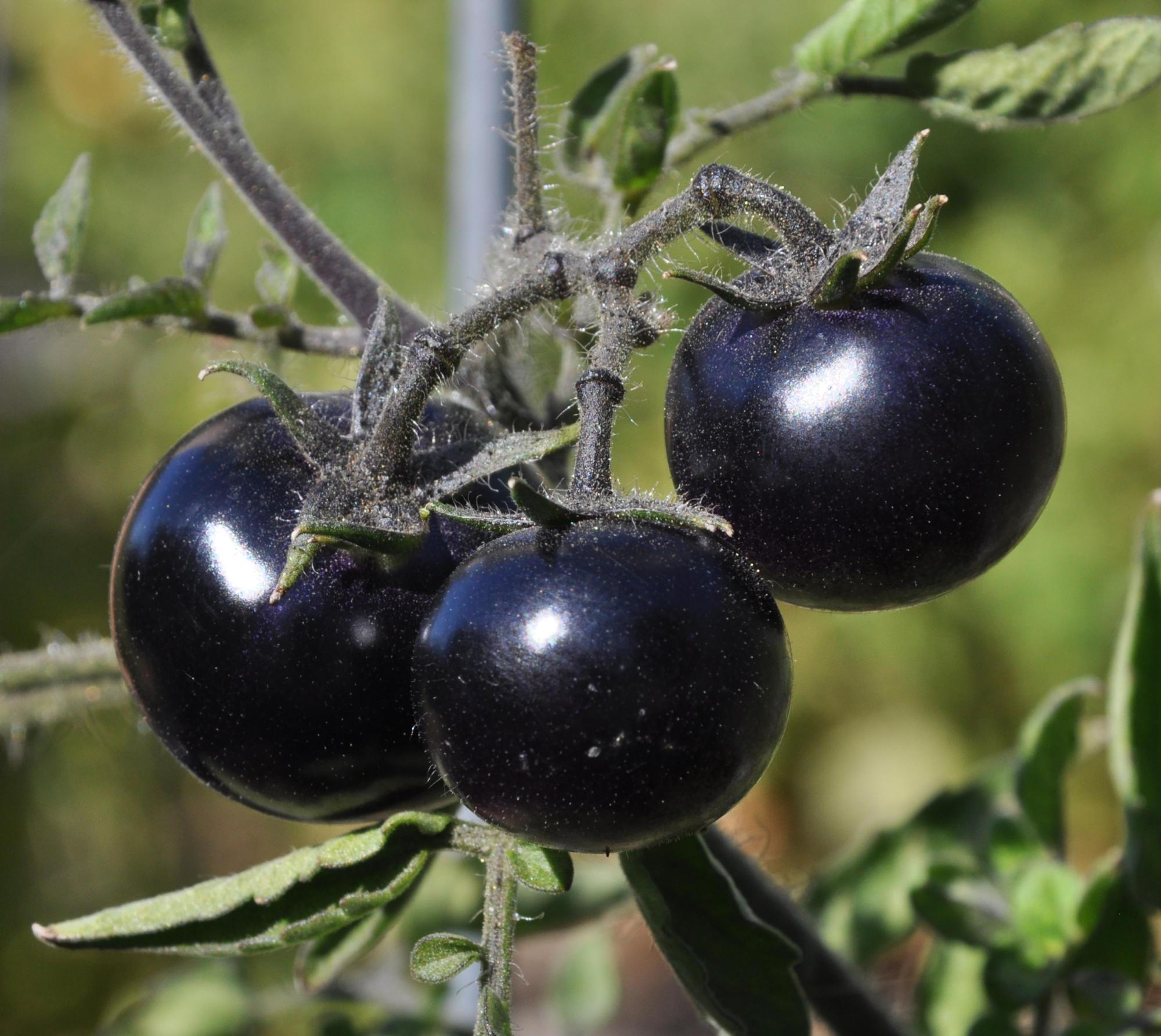 Indigo Rose tomates grow in a garden in Corvallis. The variety was developed by Jim Myers, a vegetable breeder at Oregon State University.