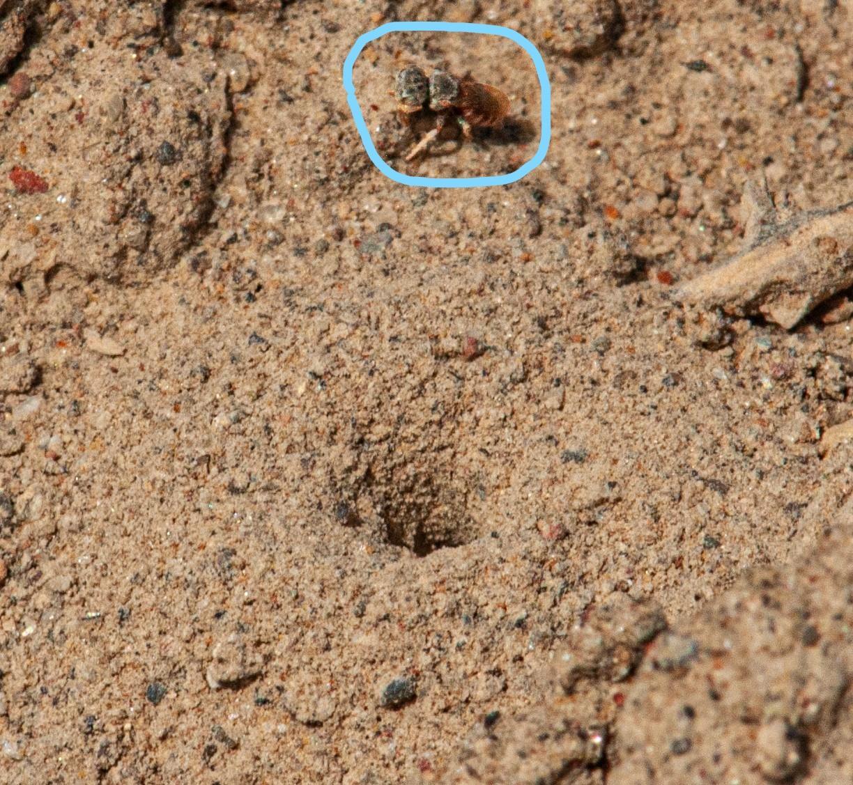 Photo of a Neolarra female waiting outside the entrance to a fairy bee's ground nest. She is waiting for the female fair