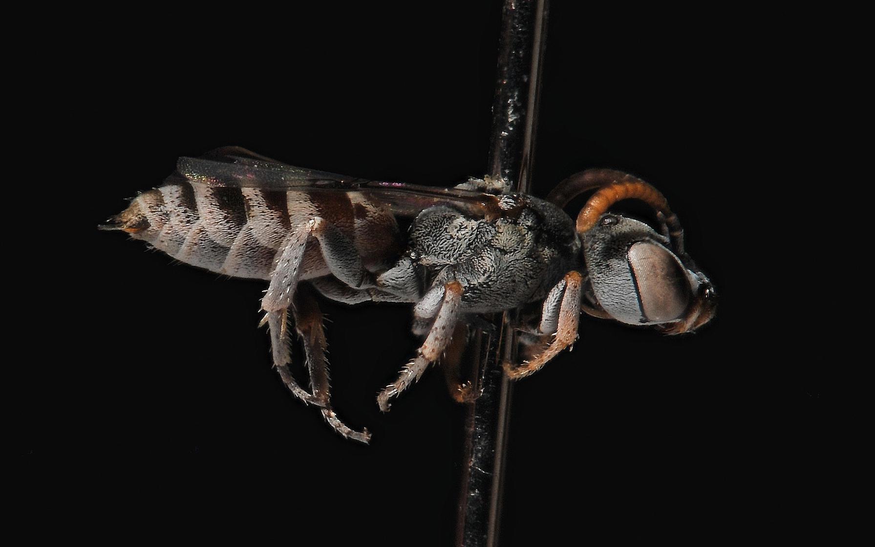 Photo of a bee in the genus Neolarra, a cuckoo of fairy bees (genus Perdita).