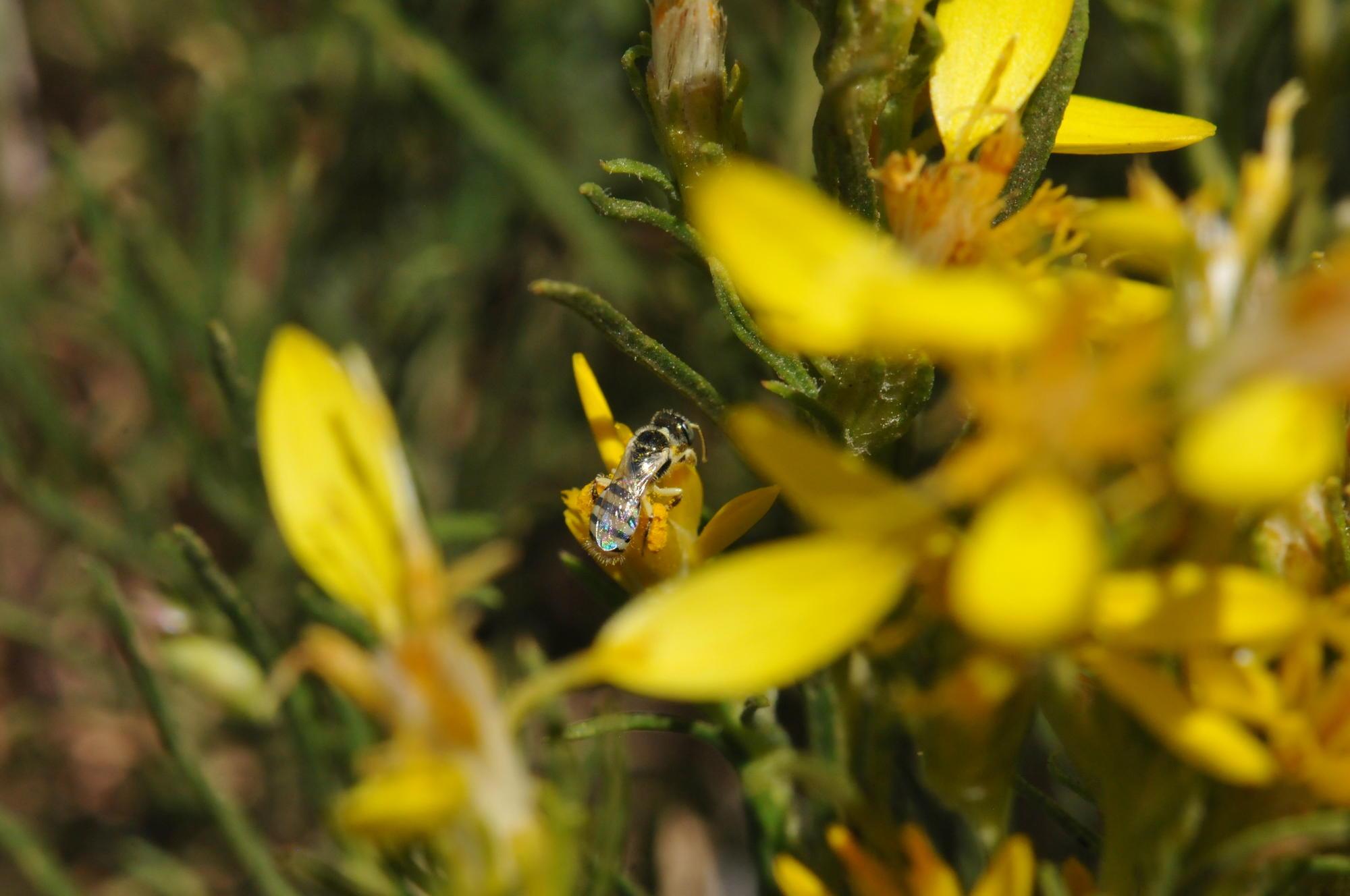Photo of a fairy bee collecting pollen from rabbitbrush.