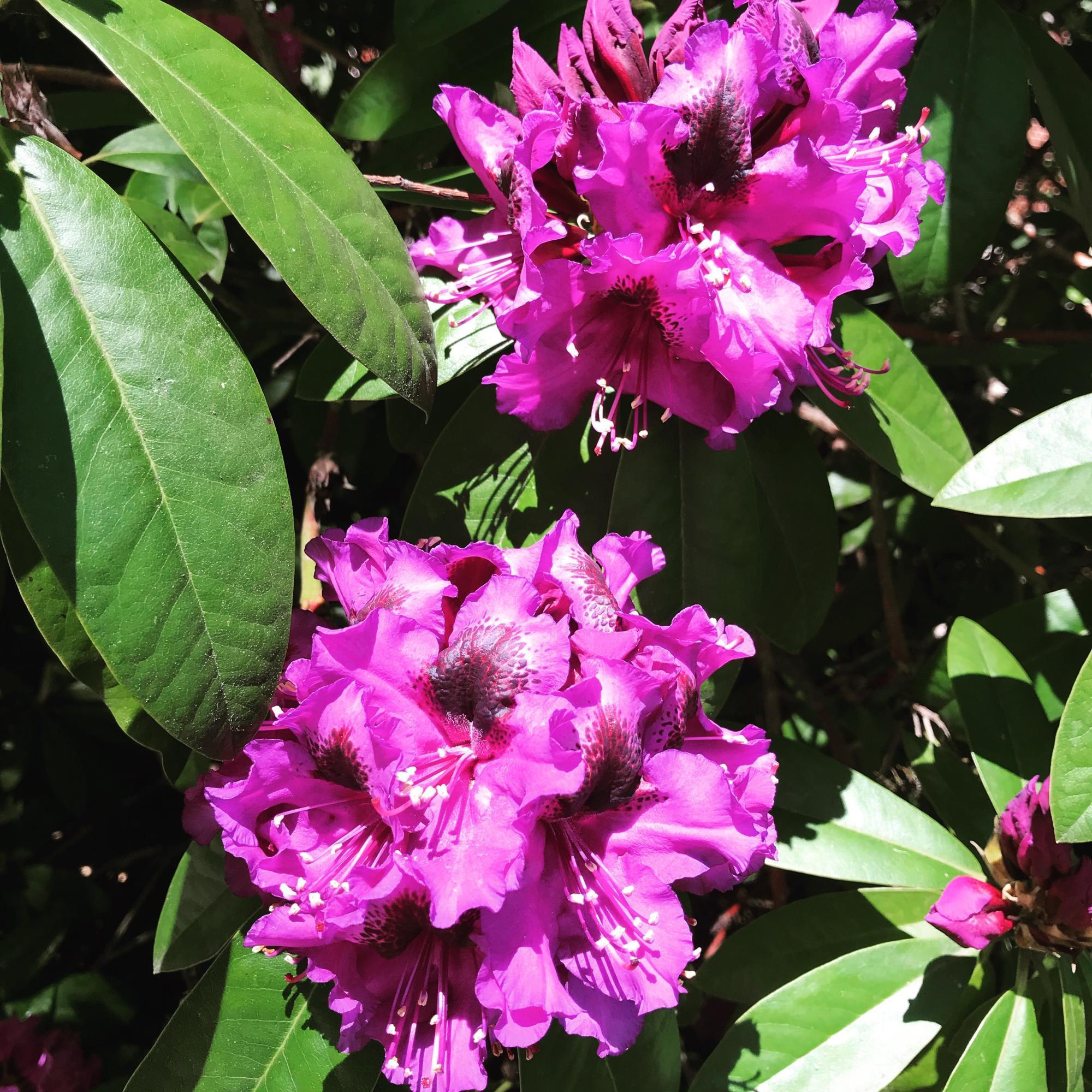 Purple rhododenron