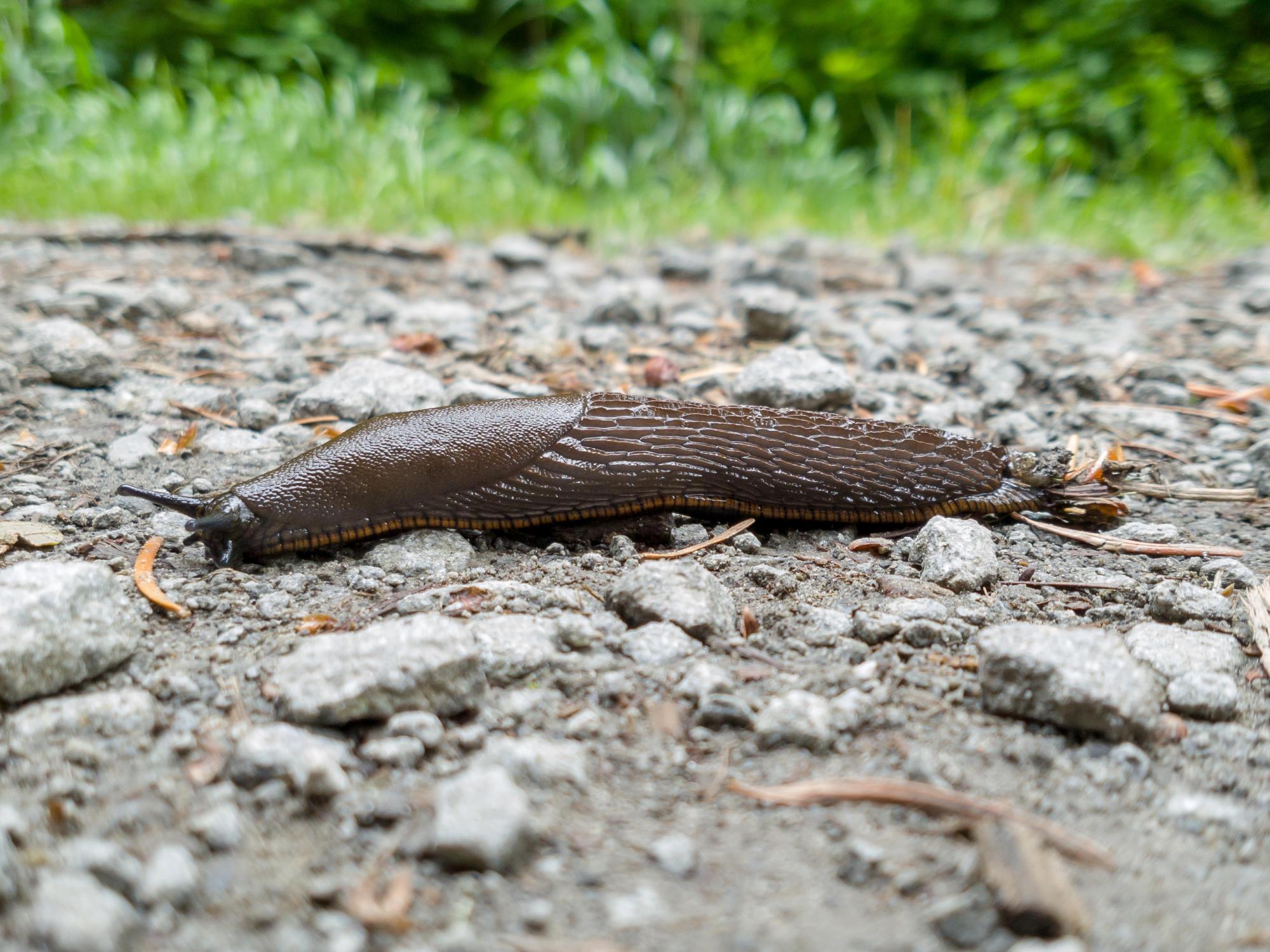 A European Red Slug moves along a gravel pathway in McDonald Forest