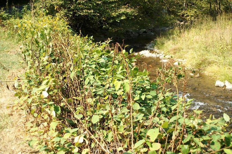 Image of Hoy Creek in Canada shows how Himalayan blackberry growth can overrun a riparian area to the point of blocking