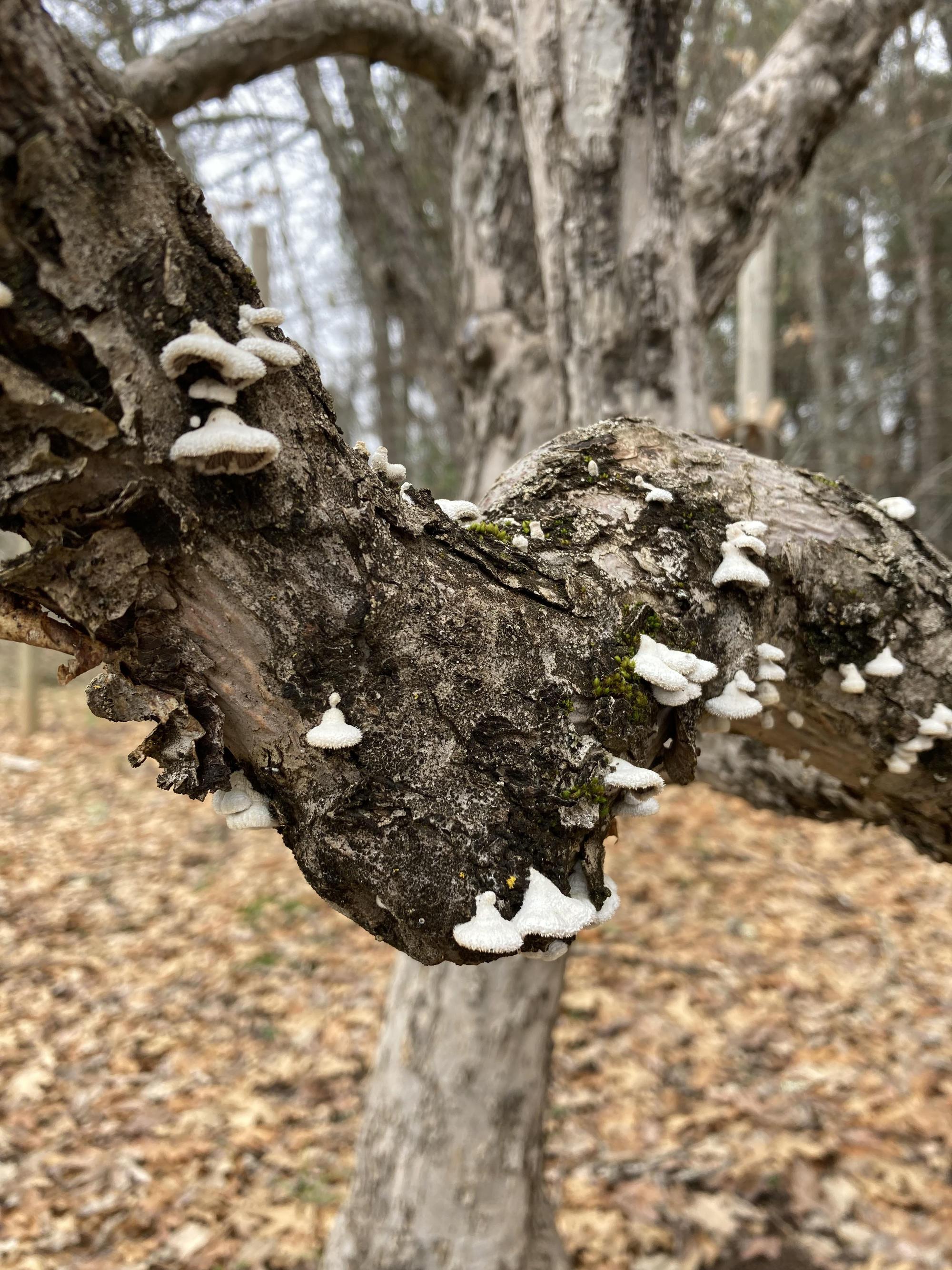 Cankers grow on an apple tree branch