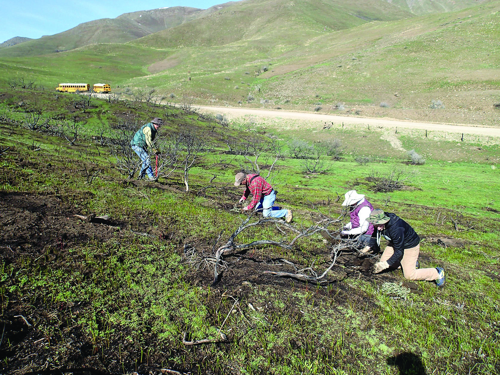 4 people on hands and knees planting on hillside
