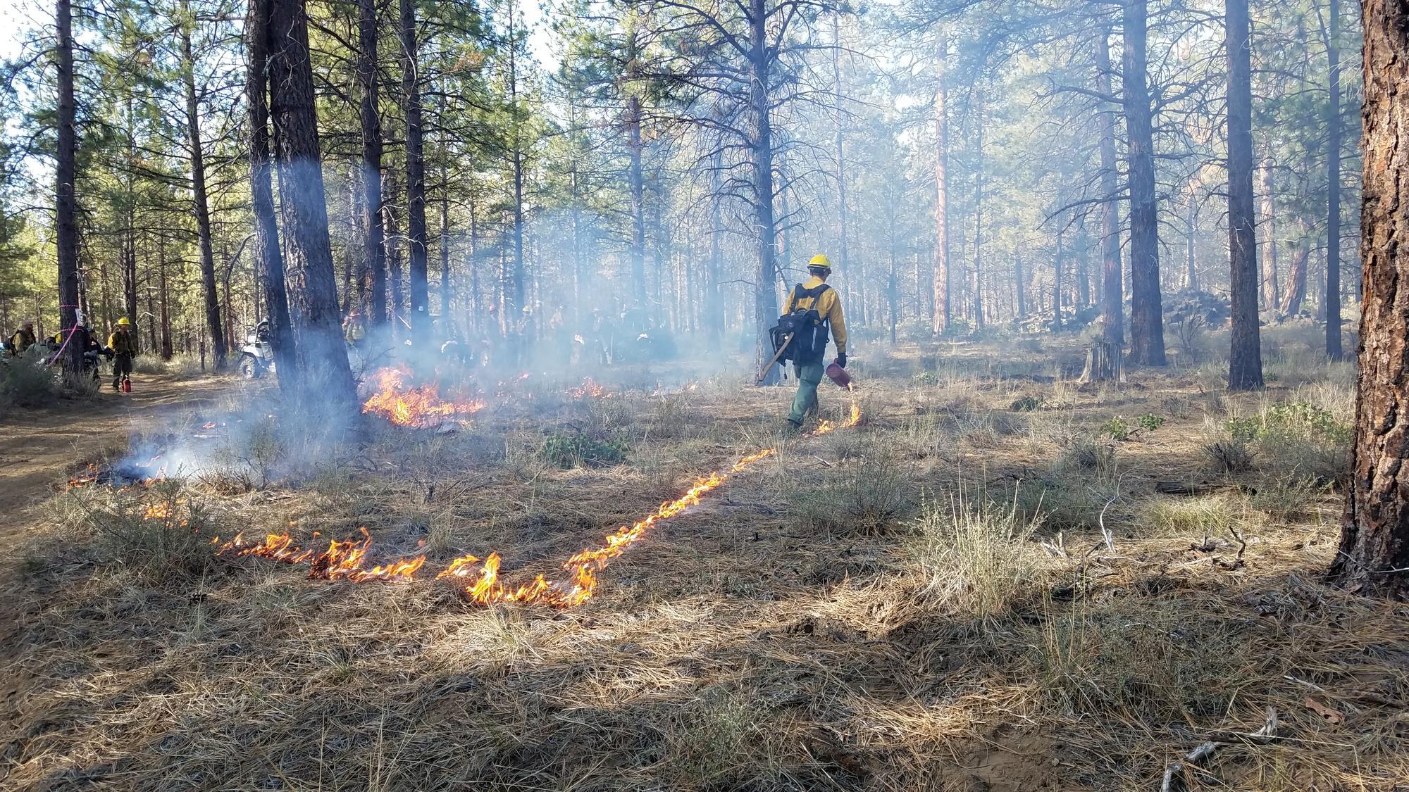 firefighter moves through smoky forest as flames lick ground in diamond pattern