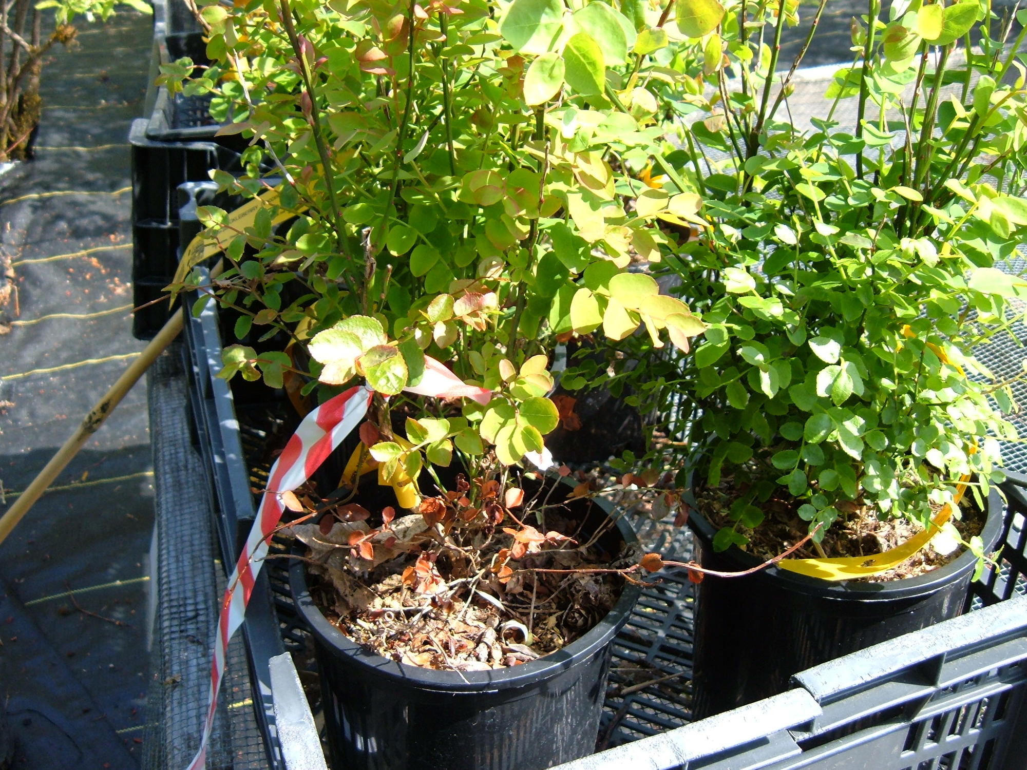 brown growth in plant at left, green at right