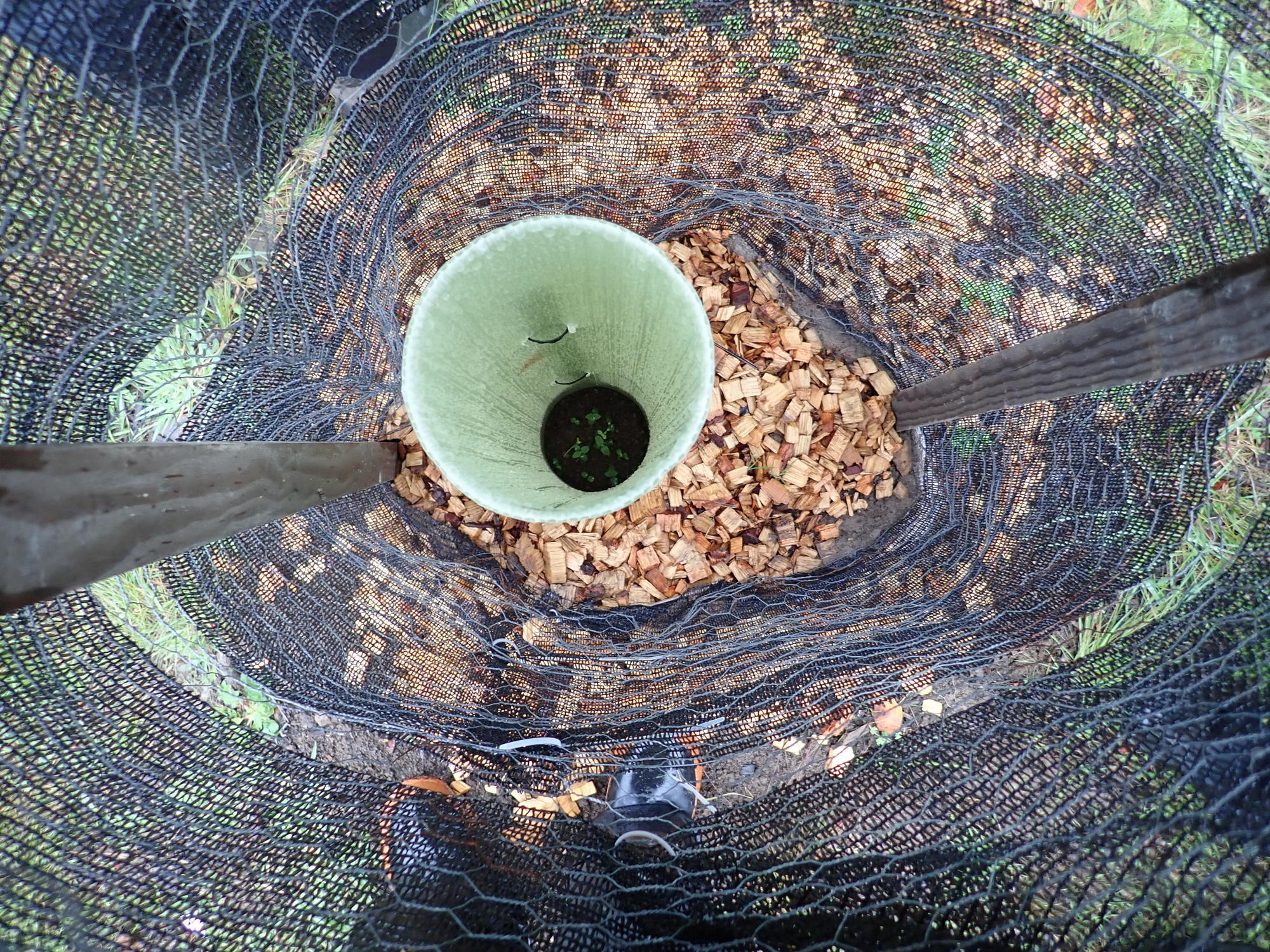 seedling inside tube