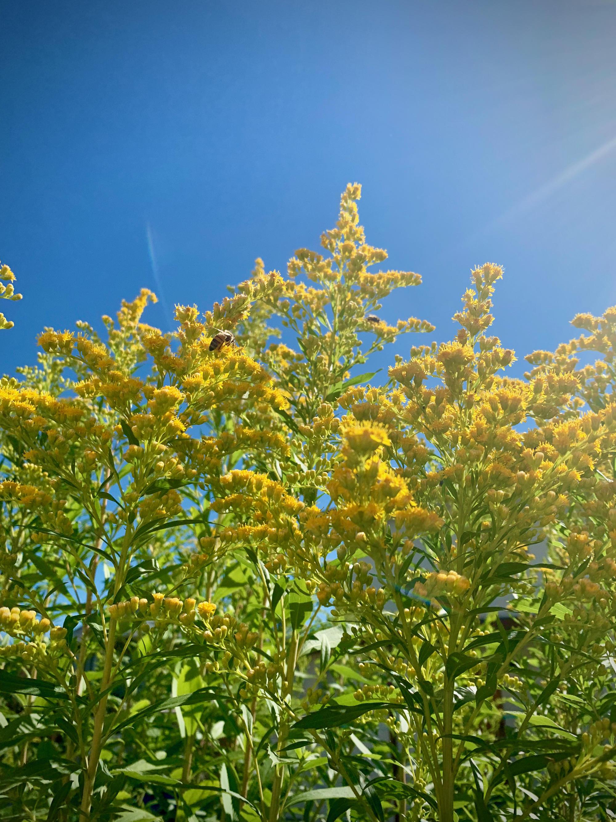bright yellow flowers with bees backed with blue sky