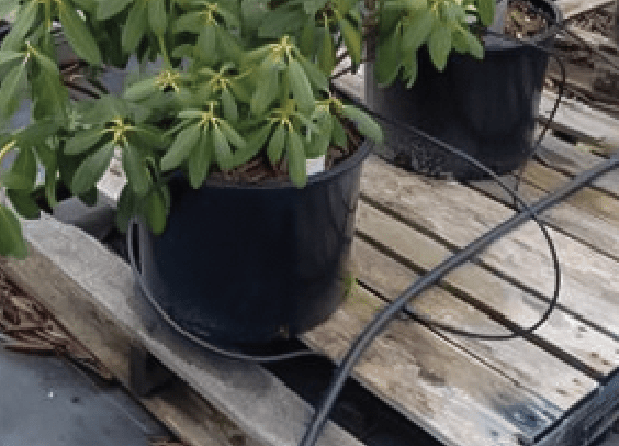 rhododendron pot on pallet