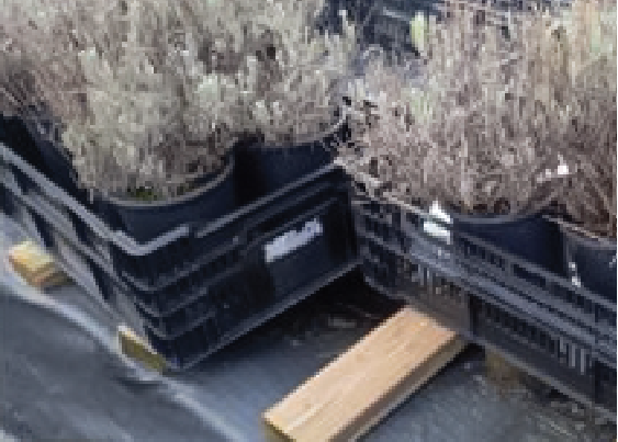 gray plants in crate on boards