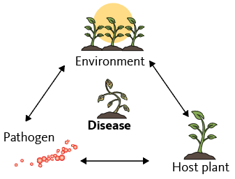 Circular relationship between environment, host plant and pathogen, resulting in diseased plant