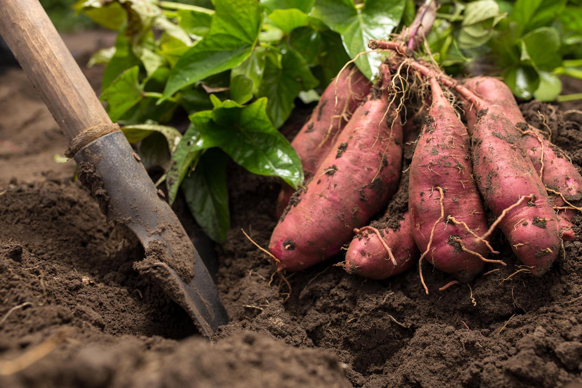 sweet potatoes in soil with shovel